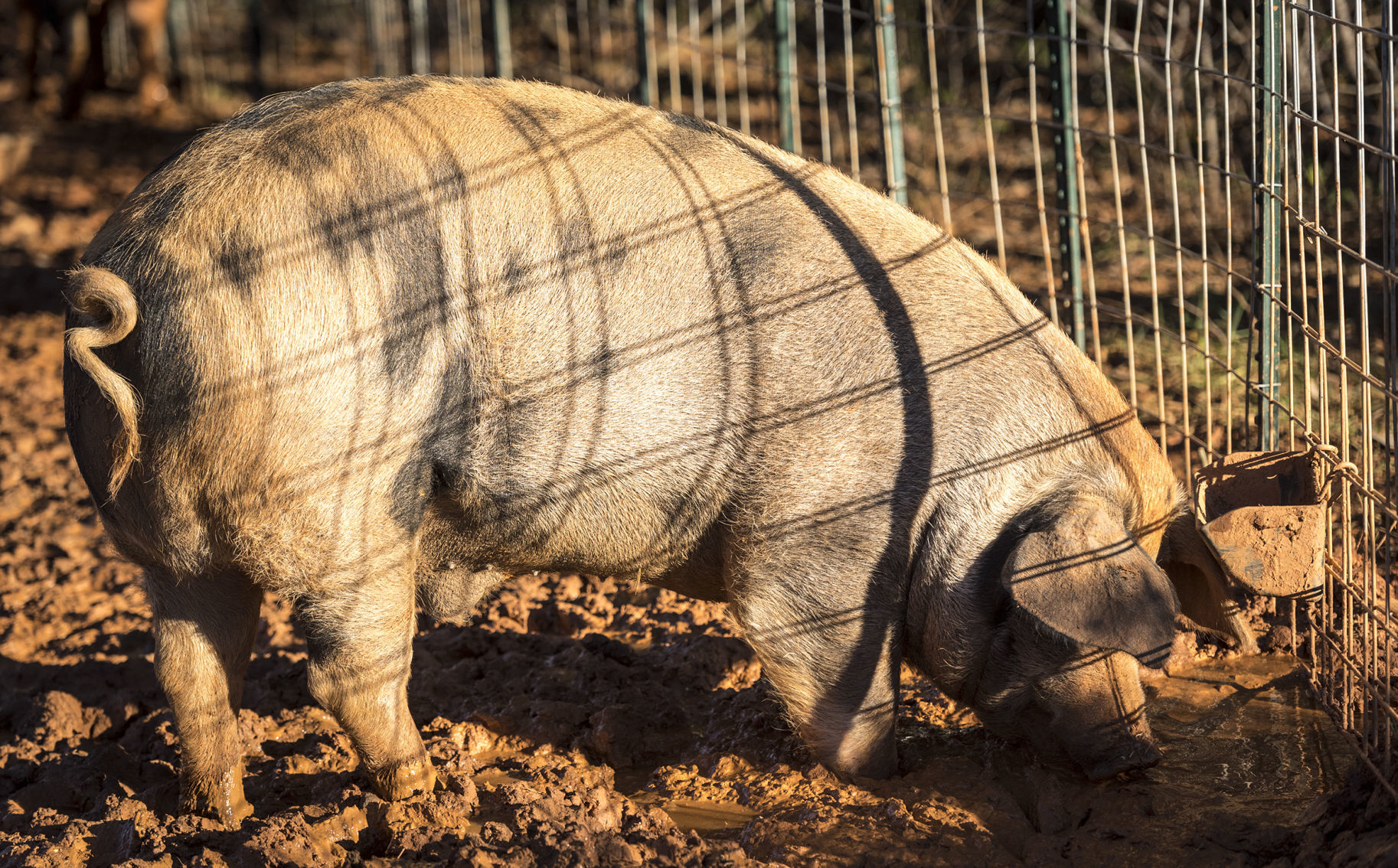Pigs